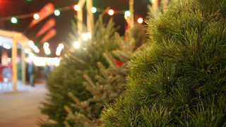 До 31 декабря: в Рязани заработали елочные базары