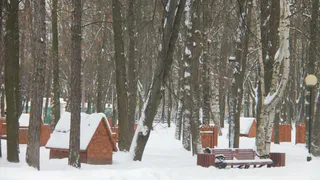 Рязанская область потратит 145 миллионов рублей на защиту лесов