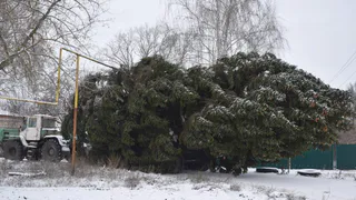 Предновогодняя суета: в Сараях ёлка застряла по дороге на главную площадь