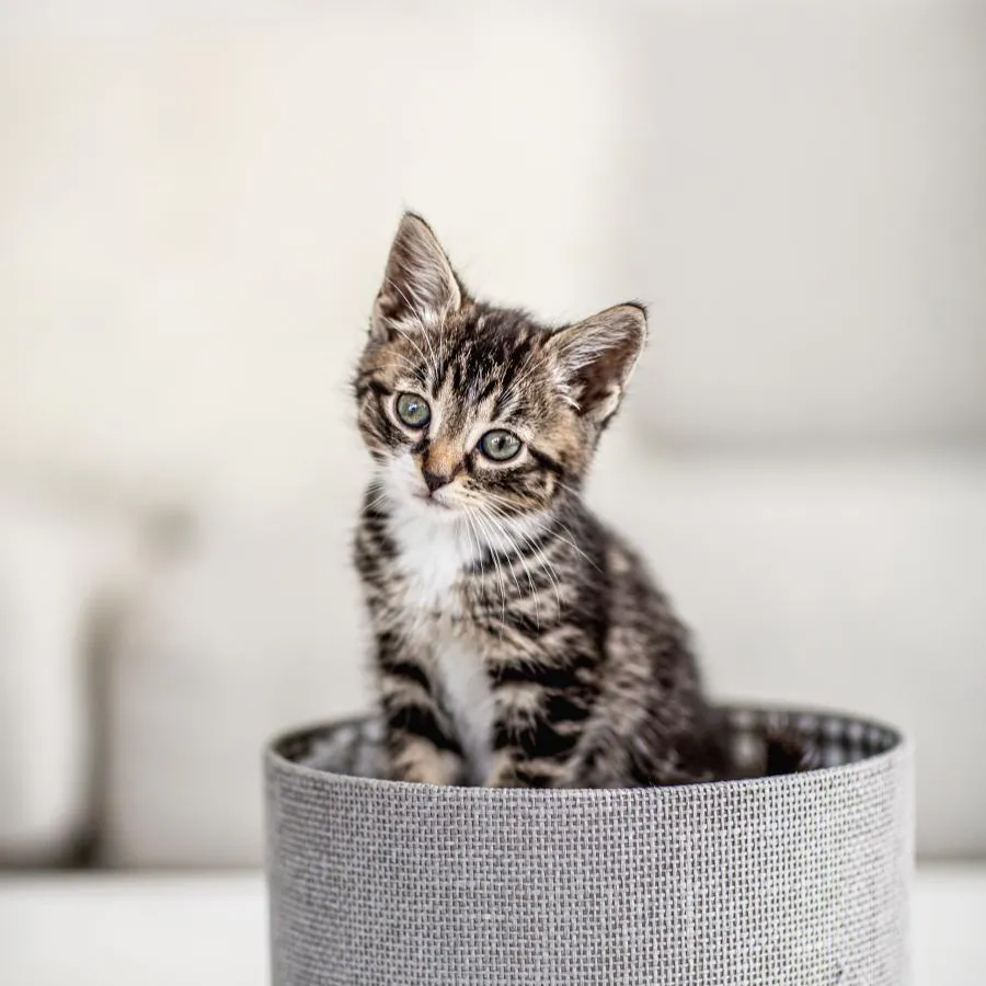 Врачи рассказали о пользе, которую кошки оказывают на наше здоровье