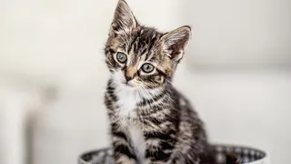 Врачи рассказали о пользе, которую кошки оказывают на наше здоровье