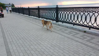 В Чувашии администрации придется заплатить полсотни тысяч рублей мужчине, которого покусала бродячая собака