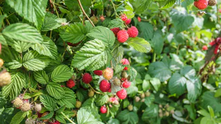 На фестивале "Малина" рязанцы смогут напиться прохладного компота