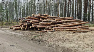 Рязанцы пожаловались на вырубку сосен в Солотче