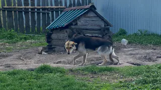 В Рязанской области введут штрафы для владельцев незарегистрированных собак