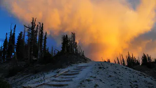 В Коми рассказали о причинах гибели лесов