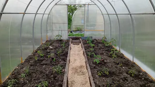 Не зола и не коровяк: вот чем поливать огурцы в начале июня – с куста получаем по 7 кг плодов