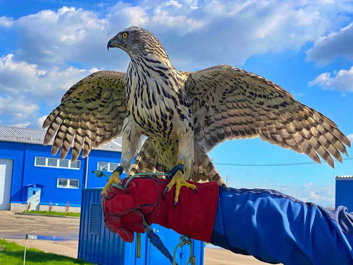 Пернатые защитники Магнитогорска: как ястребы охраняют городской полигон от птиц