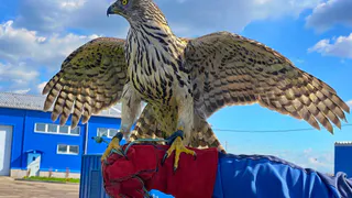 Пернатые защитники Магнитогорска: как ястребы охраняют городской полигон от птиц