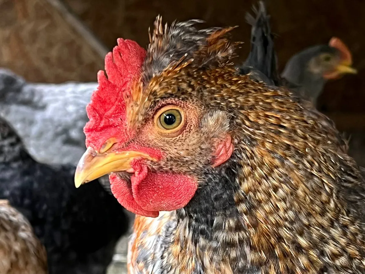 Россиянам хотят запретить держать много животных на участках: что предлагают депутаты