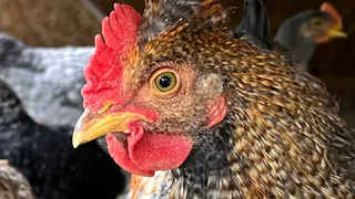 Россиянам хотят запретить держать много животных на участках: что предлагают депутаты