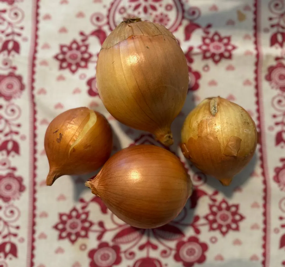 Не лук, а гигант: бросьте семена в грунт и он сам всё сделает — не портится круглый год