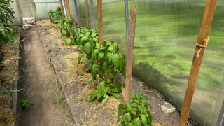 Подкормка, благодаря которой перцы прут как бешеные: вкус будет ярче, а плодов – больше