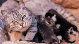 Немного милоты: история одной рязанской кошки, которая приютила чужих котят