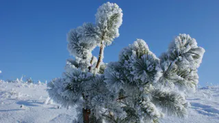 Зима-2026 будет суровой: синоптики посоветовали дачников и пожилых готовиться к худшему - прогноз