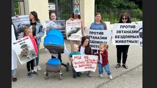 Рязань захлестнула волна протестов в защиту животных