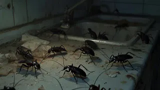 Возьмите с кухонной полки это бюджетное средство и забудьте о тараканах: вот как легко избавиться от вредителей навсегда