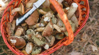 Обязательно ли снимать кожицы со шляпок маслят: запомните это раз и навсегда