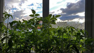 Столовую ложку в воду — хилая рассада томатов будет крепкой, а листья окрасятся в тёмно-зелёный: секретная майская подкормка