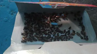 В Коми участились жалобы на тараканов в жилых домах