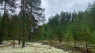 В Республике Коми 18 июля прогнозируются дожди и порывистый ветер