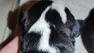 В Рязани продают щенка с буквой Z за 150 тысяч рублей