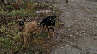 Ну и соседи: нижнекамцев пугает стая из 16 собак, живущая рядом