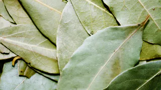 С первыми заморозками кладу лист лавра на батарею — и живу спокойно: вот для чего — вся семья замечает разницу