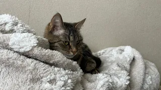 В Рязани на выставке кошек нашли нарушения