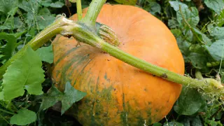 Вроде тыква, а по вкусу – сочное манго: идеальная заготовка на зиму по рецепту мамы - закатала 30 банок