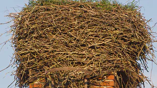 В Рязанской области браконьер застрелил белого аиста