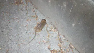 Народный контроль: на Белякова снова полчища крыс