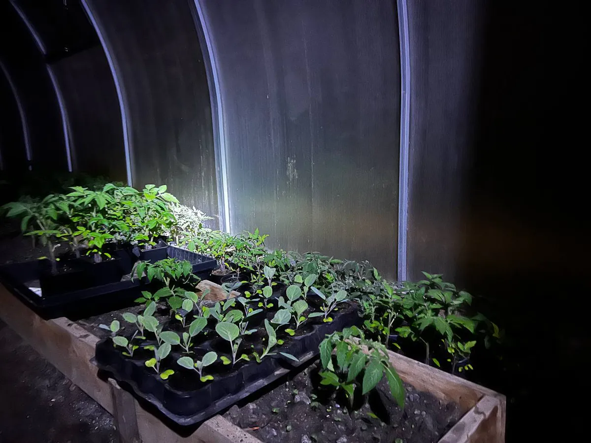 Черная ножка теперь не приговор: как я спасла 100% рассады помидоров по совету бывалого дачника