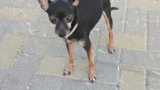 На улице Пушкина в Рязани мужчина в военной форме украл собаку