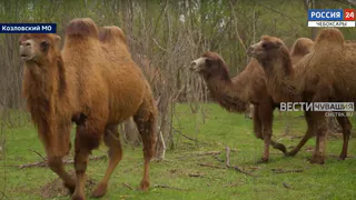 Верблюды могут стать новой туристической фишкой Чувашии: семья из Козловского округа разводит этих животных