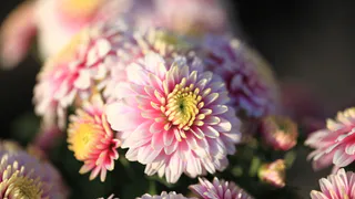 Продавщица из теплицы раскрыла карты: вот почему моя хризантема мультифлора не цвела - теперь знаю как сохранить ее на зиму 