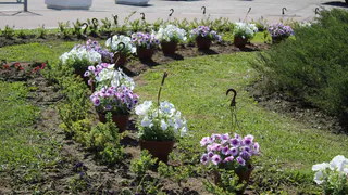 В Рязани с начала года оштрафовали 621 водителя за парковку на газонах