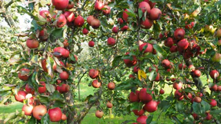 С 10 по 25 мая яблоням - обзятельно. Эта подкормка нужна, как воздух, чтобы плоды были крупными и сладкими как мед