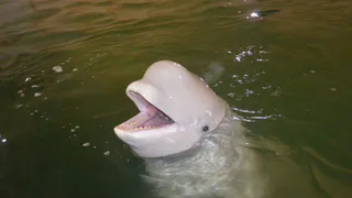 Рязанцы проведут пикет в поддержку дельфинов