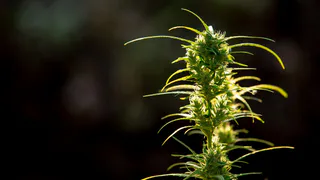 В Суздальском районе изъяли 9,3 килограмма запрещённых веществ у местного жителя