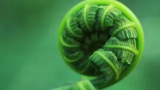 Папоротник – пальчики оближешь