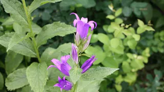 Во Владимире редкие колокольчики из парка у ДДЮТ пересадили в Парк Дружбы