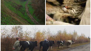 Рязанское утро в социальных сетях: коровы, котики и уличные пейзажи