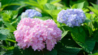 Вечноцветущая красота: мой "золотой" список многолетников без капризов и мороки - аромат на всю округу