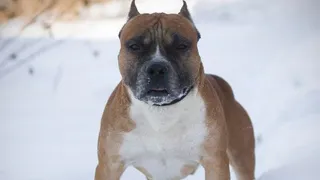 Рязанцы продолжают сообщать о бездомных бойцовских собаках