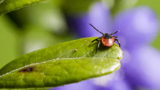 Во Владимирской области зафиксирован первый случай укуса клеща в этом сезоне