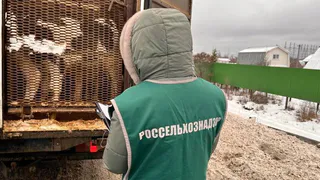 На посту ГАИ у Чебоксарской ГЭС остановили машину с коровами без документов