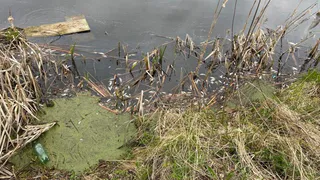 В Юрьев-Польском районе организована проверка реки Бакава после массовой гибели рыбы