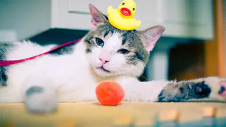 Безопасность вашего кота: как уберечь питомца от опасных предметов