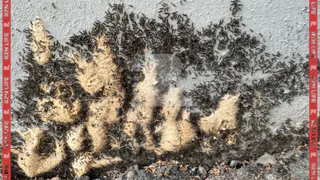 Жители Рязани заметили вылупляющихся личинок непарного шелкопряда